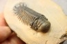 CROTALOCEPHALUS GIBBUS - Praguien - Foum Zguid, Maroc