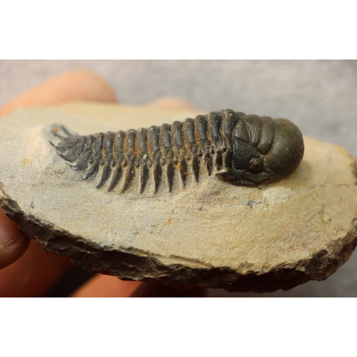 CROTALOCEPHALUS GIBBUS - Praguian - Foum Zguid - Morocco