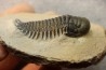 CROTALOCEPHALUS GIBBUS - Praguien - Foum Zguid, Maroc