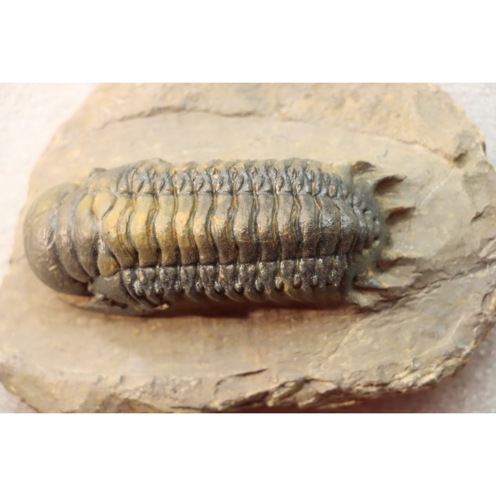 CROTALOCEPHALUS GIBBUS - Praguian - Foum Zguid - Morocco