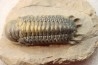 CROTALOCEPHALUS GIBBUS - Praguian - Foum Zguid - Morocco
