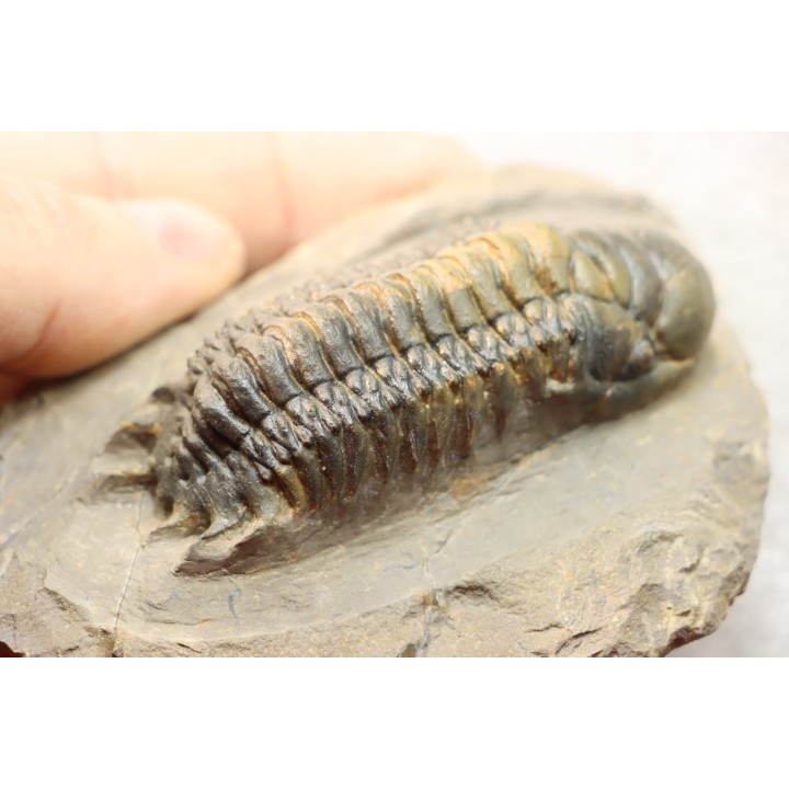 CROTALOCEPHALUS GIBBUS - Praguian - Foum Zguid - Morocco