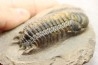 CROTALOCEPHALUS GIBBUS - Praguien - Foum Zguid, Maroc