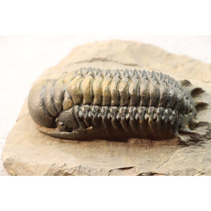 CROTALOCEPHALUS GIBBUS - Praguian - Foum Zguid - Morocco