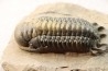 CROTALOCEPHALUS GIBBUS - Praguien - Foum Zguid, Maroc