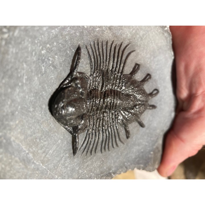 very rare trilobite   acanthopyge sp - Eifelian - Jbel Issoumour - Morocco