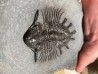 très rare trilobite: acanthopyge sp - Eifelien - Jbel Issoumour - Maroc