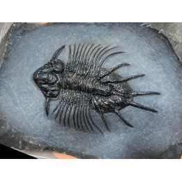 très rare trilobite: acanthopyge sp - Eifelien - Jbel Issoumour - Maroc