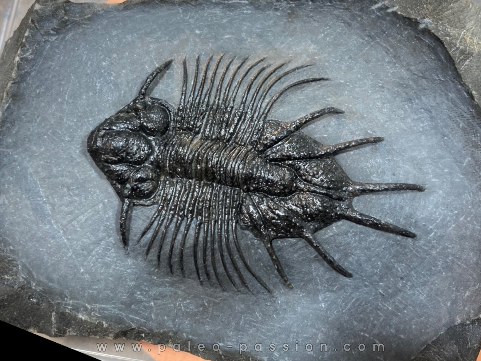 very rare trilobite acanthopyge sp - Eifelian - Jbel Issoumour - Morocco
