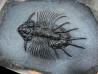very rare trilobite acanthopyge sp - Eifelian - Jbel Issoumour - Morocco