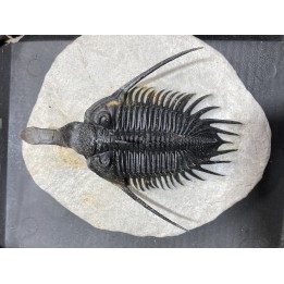 psycopyge elegans  Emsien - Jbel Issoumour - Maroc