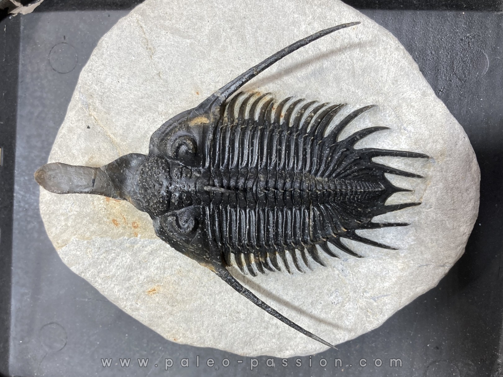 psycopyge elegans Emsien - Jbel Issoumour - Morocco