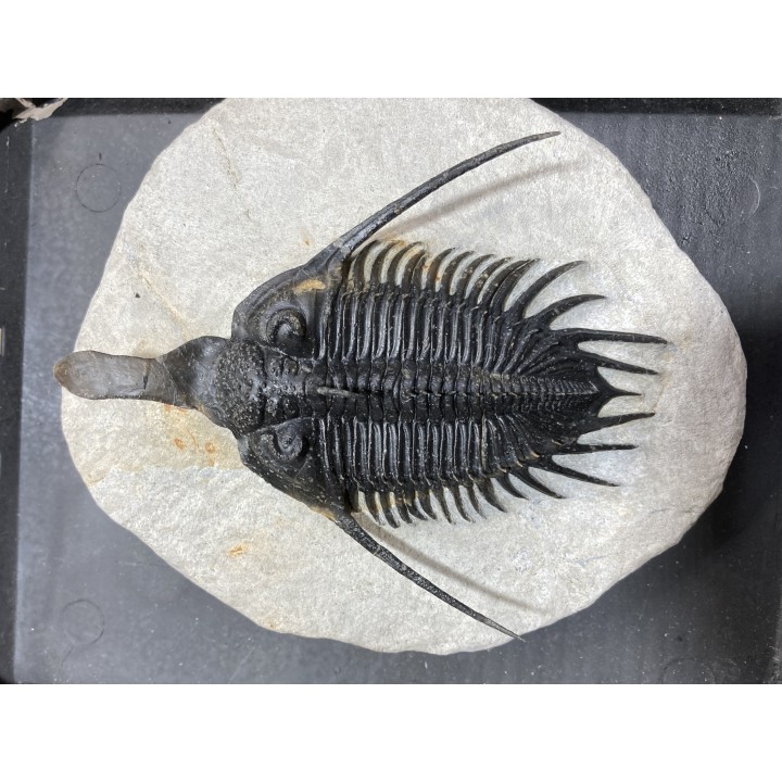 psycopyge elegans  Emsien - Jbel Issoumour - Morocco