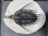 psycopyge elegans Emsien - Jbel Issoumour - Morocco