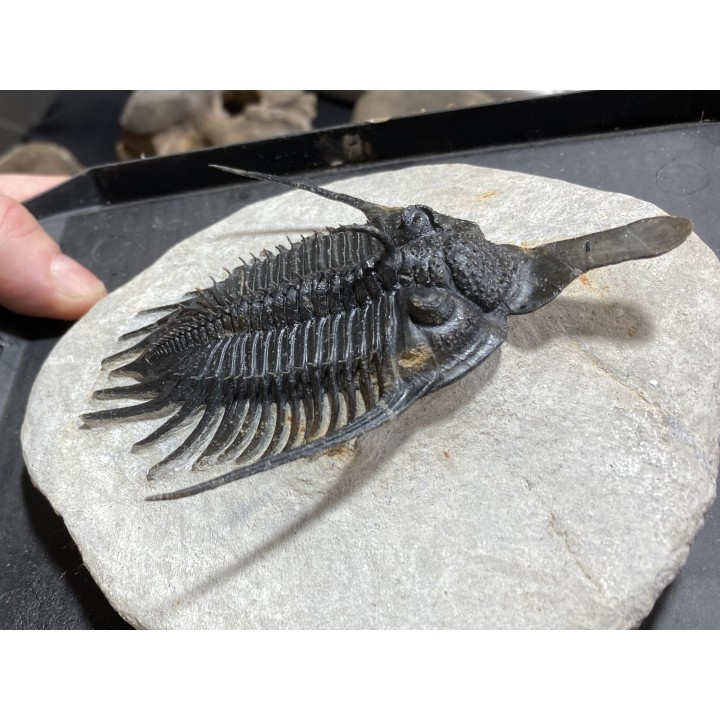 psycopyge elegans  Emsien - Jbel Issoumour - Maroc