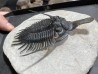psycopyge elegans  Emsien - Jbel Issoumour - Maroc