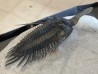 psycopyge elegans  Emsien - Jbel Issoumour - Maroc