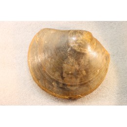PLAGIOSTOMA SEMICIRCULARIS - aalenien - Belmont, FRANCE
