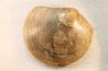 PLAGIOSTOMA SEMICIRCULARIS - aalenian - Belmont, FRANCE