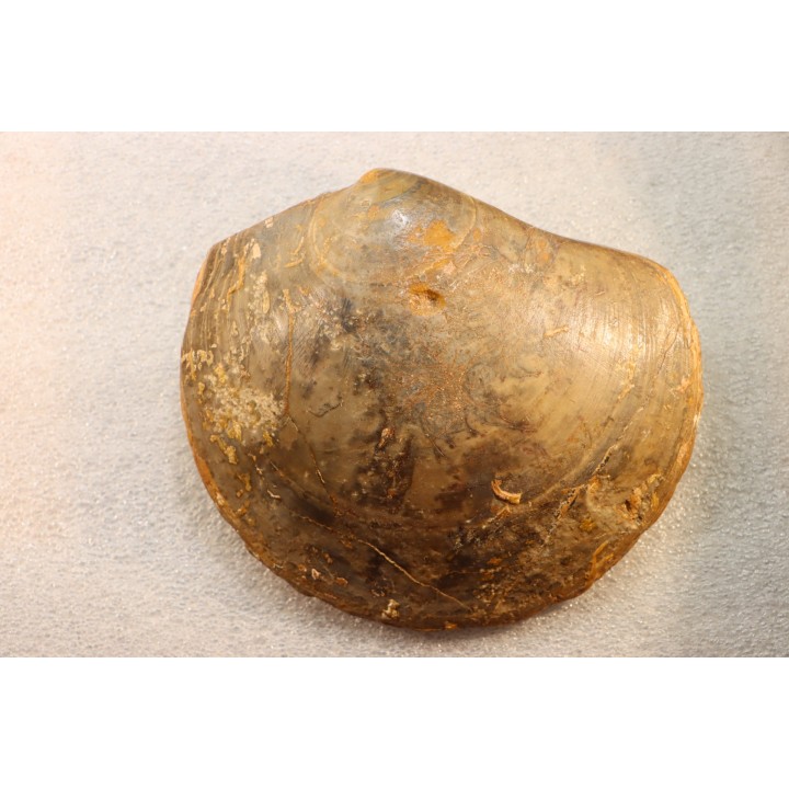 PLAGIOSTOMA SEMICIRCULARIS - aalenien - Belmont, FRANCE