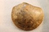 PLAGIOSTOMA SEMICIRCULARIS - aalenien - Belmont, FRANCE