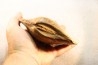 PLAGIOSTOMA SEMICIRCULARIS - aalenian - Belmont, FRANCE