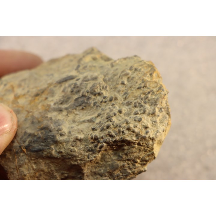 accumulation de COPROLITHES de trilobites: TOMACULUM PROBLEMATICUM - Ordovicien - Maine et Loire, FRANCE