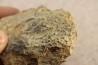 accumulation of  trilobit's COPROLITHES : TOMACULUM PROBLEMATICUM - Ordovician - Maine et Loire, FRANCE