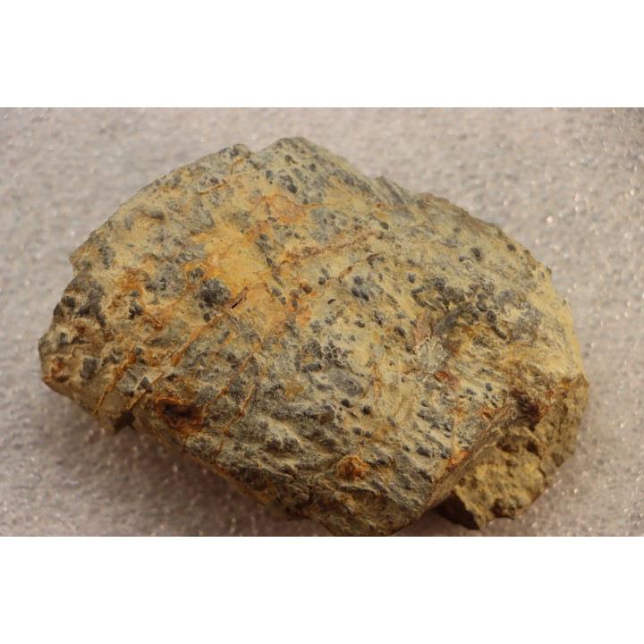 accumulation of  trilobit's COPROLITHES : TOMACULUM PROBLEMATICUM - Ordovician - Maine et Loire, FRANCE