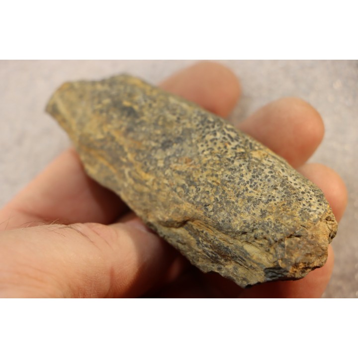 accumulation de COPROLITHES de trilobites: TOMACULUM PROBLEMATICUM - Ordovicien - Maine et Loire, FRANCE