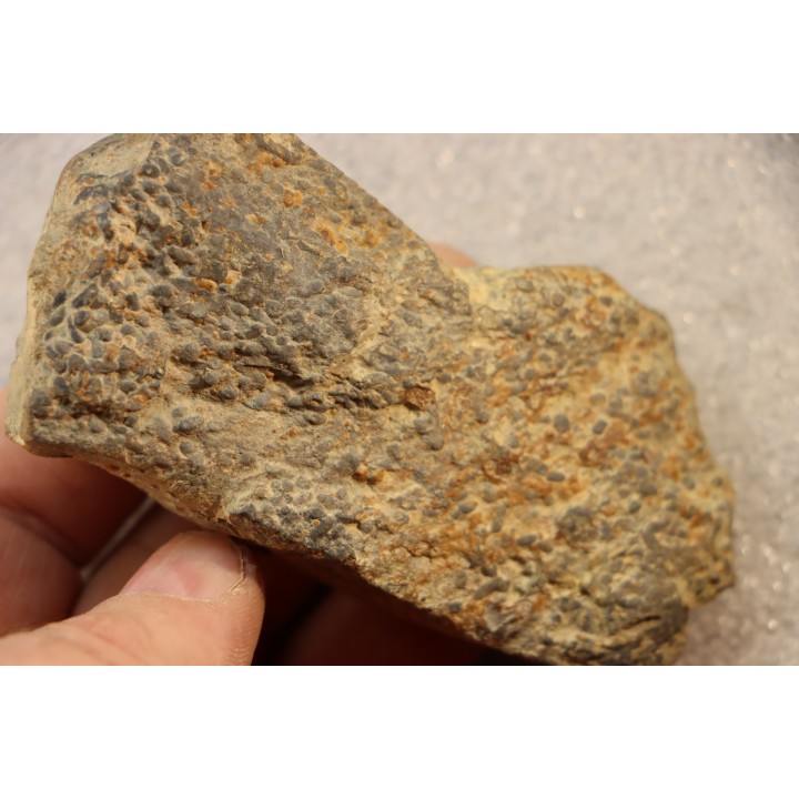 accumulation of  trilobit's COPROLITHES : TOMACULUM PROBLEMATICUM - Ordovician - Maine et Loire, FRANCE