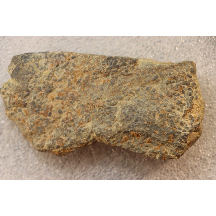 accumulation of  trilobit's COPROLITHES : TOMACULUM PROBLEMATICUM - Ordovician - Maine et Loire, FRANCE