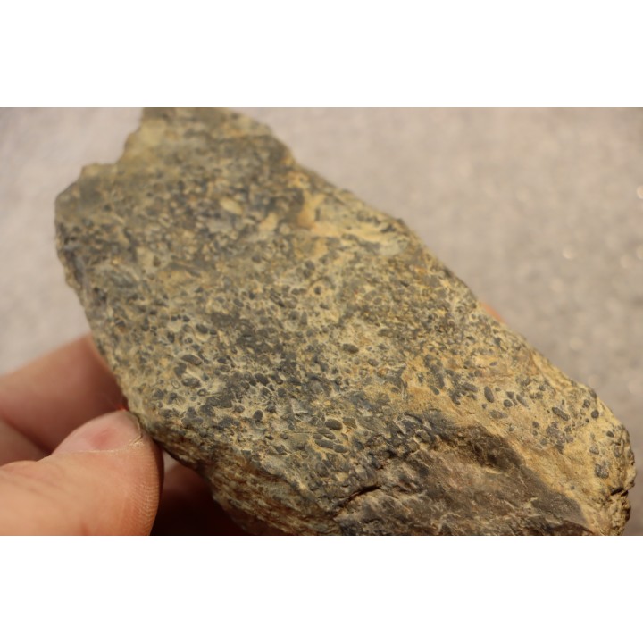 accumulation of  trilobit's COPROLITHES : TOMACULUM PROBLEMATICUM - Ordovician - Maine et Loire, FRANCE