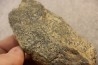 accumulation of trilobit's COPROLITHES : TOMACULUM PROBLEMATICUM - Ordovician - Maine et Loire, FRANCE