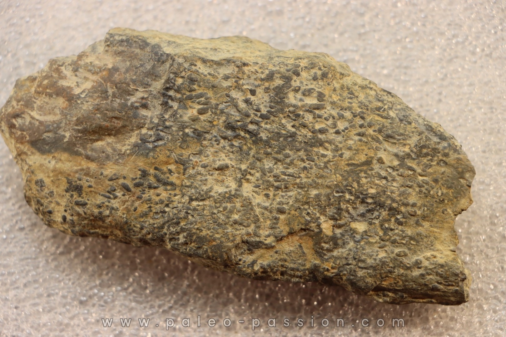 accumulation of trilobit's COPROLITHES : TOMACULUM PROBLEMATICUM - Ordovician - Maine et Loire, FRANCE