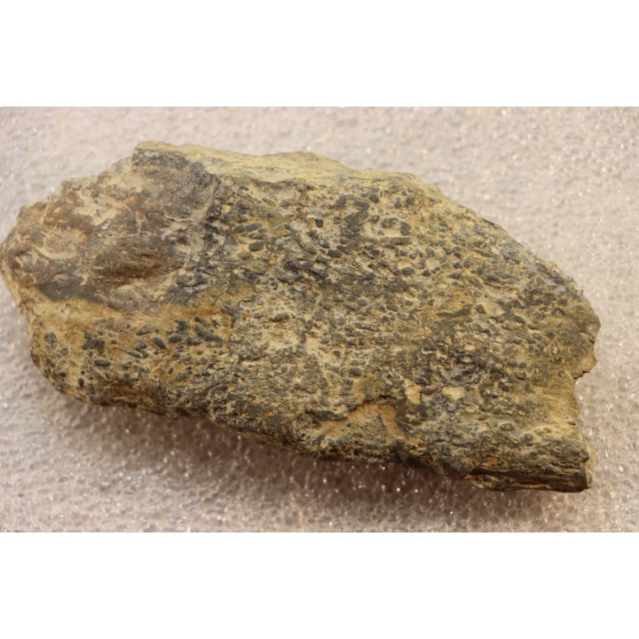accumulation of  trilobit's COPROLITHES : TOMACULUM PROBLEMATICUM - Ordovician - Maine et Loire, FRANCE