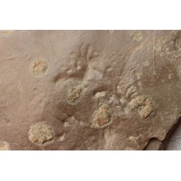 jellyfish  Medusina Atava and amphibian foot print - Permian  - Millau -  FRANCE
