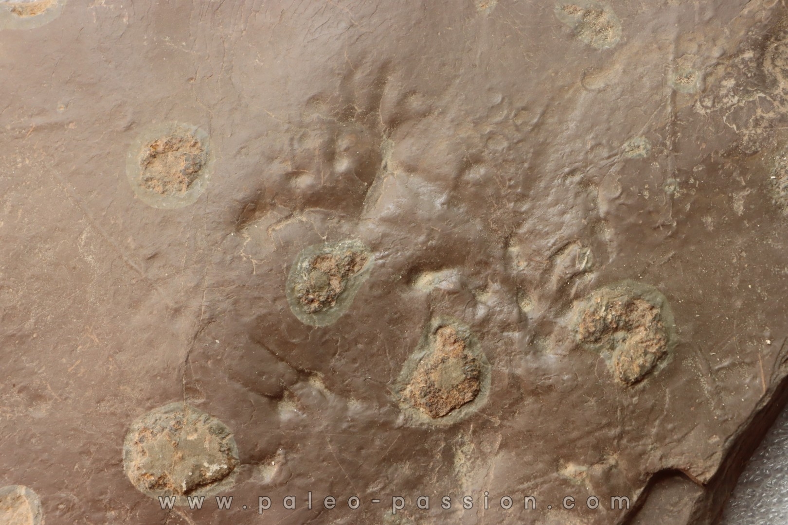 jellyfish Medusina Atava and amphibian foot print - Permian - Millau - FRANCE