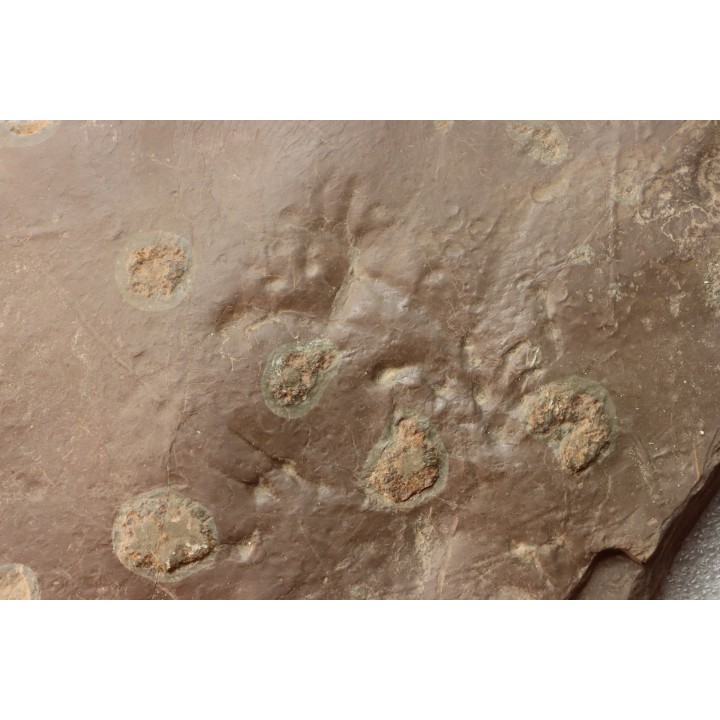 jellyfish  Medusina Atava and amphibian foot print - Permian  - Millau -  FRANCE