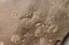 Dalle à Medusina Atava et empreinte d'amphibien - Permien - Millau