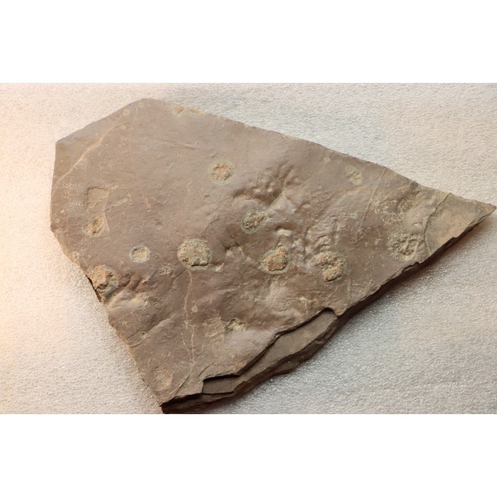 jellyfish  Medusina Atava and amphibian foot print - Permian  - Millau -  FRANCE
