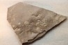 Dalle à Medusina Atava et empreinte d'amphibien - Permien - Millau