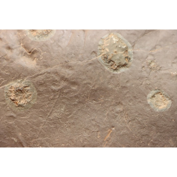 jellyfish  Medusina Atava and amphibian foot print - Permian  - Millau -  FRANCE