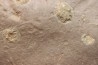 Dalle à Medusina Atava et empreinte d'amphibien - Permien - Millau