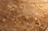 Dalle à Medusina Atava - Permien - Millau