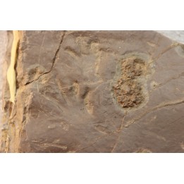 jellyfish  Medusina Atava and amphibian foot print - Permian  - Millau -  FRANCE