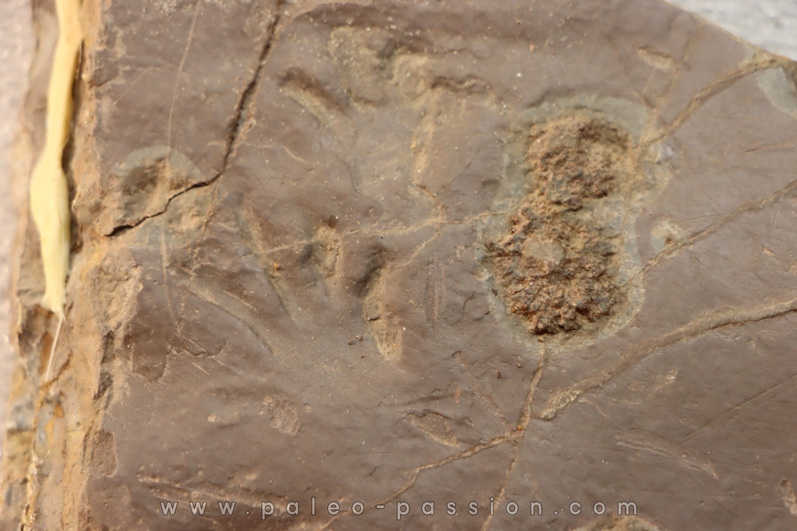 Dalle à Medusina Atava et empreinte d'amphibien - Permien - Millau