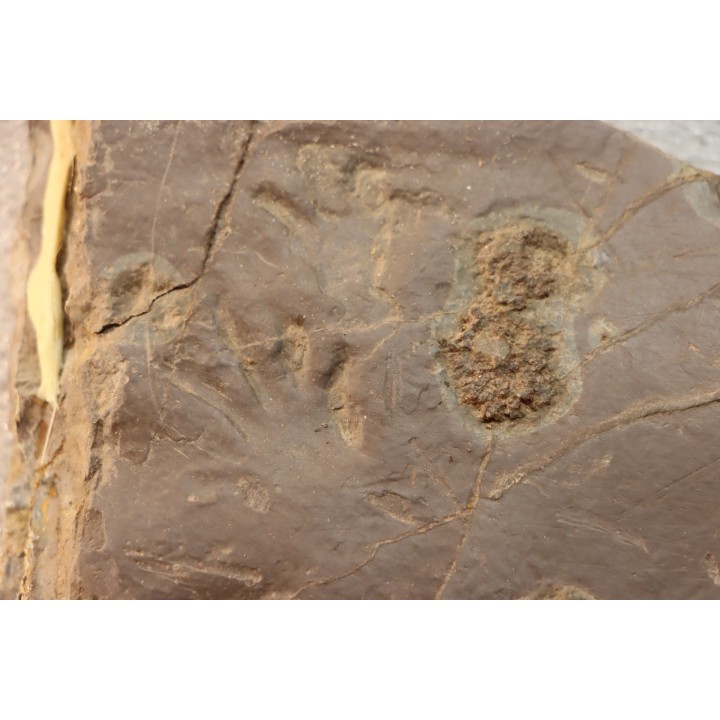 Dalle à Medusina Atava et empreinte d'amphibien - Permien -  Millau