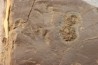 Dalle à Medusina Atava et empreinte d'amphibien - Permien - Millau