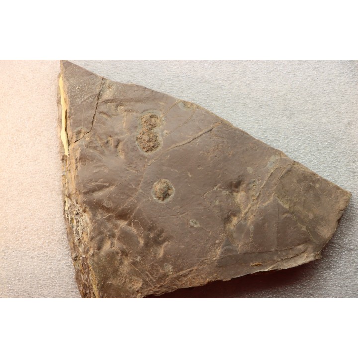 jellyfish  Medusina Atava and amphibian foot print - Permian  - Millau -  FRANCE